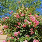 House Of Roses Villa Limassol