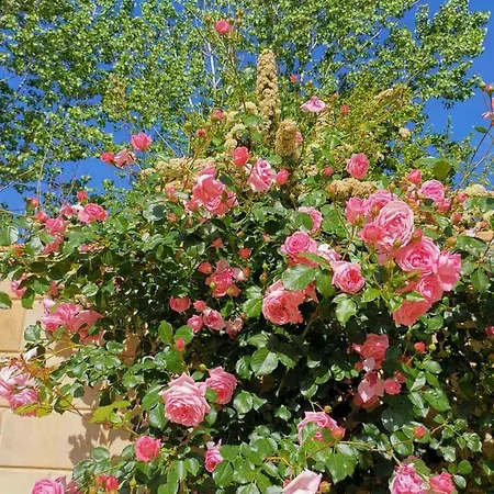House Of Roses Villa Limassol