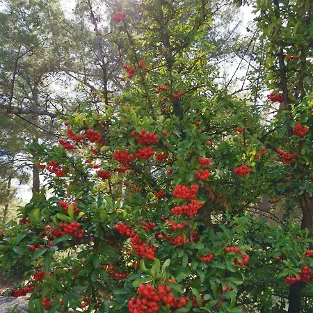 别墅 House Of Roses *