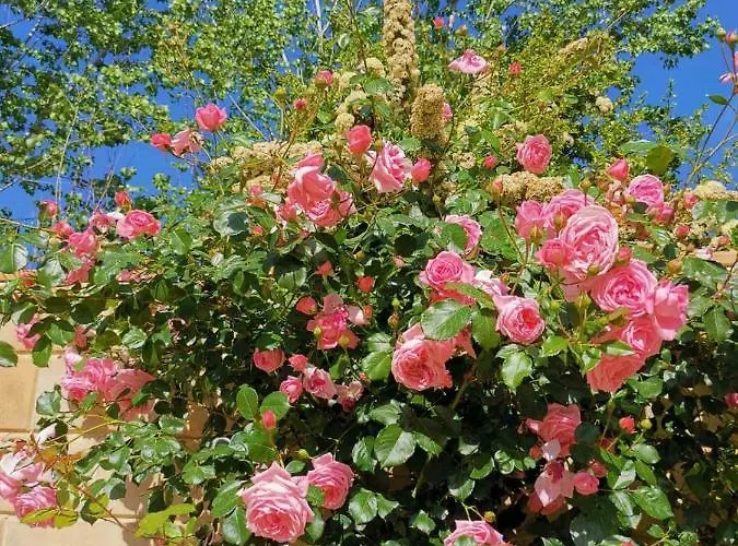 House Of Roses Vila Lemesos