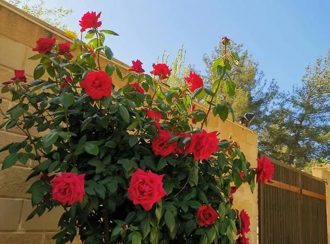 House Of Roses Лимасол