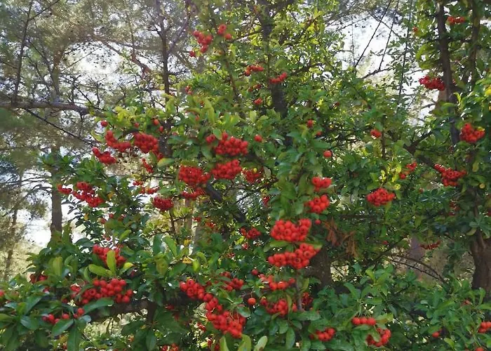 Вилла House Of Roses *